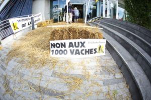 France : 1000 vaches, Impunité sans limites